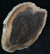 Petrified Wood Slab - Sweethome, Oregon #25883-1